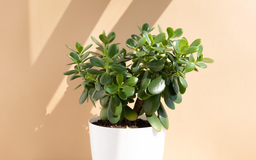 simbolismo de plantas e dinheiro