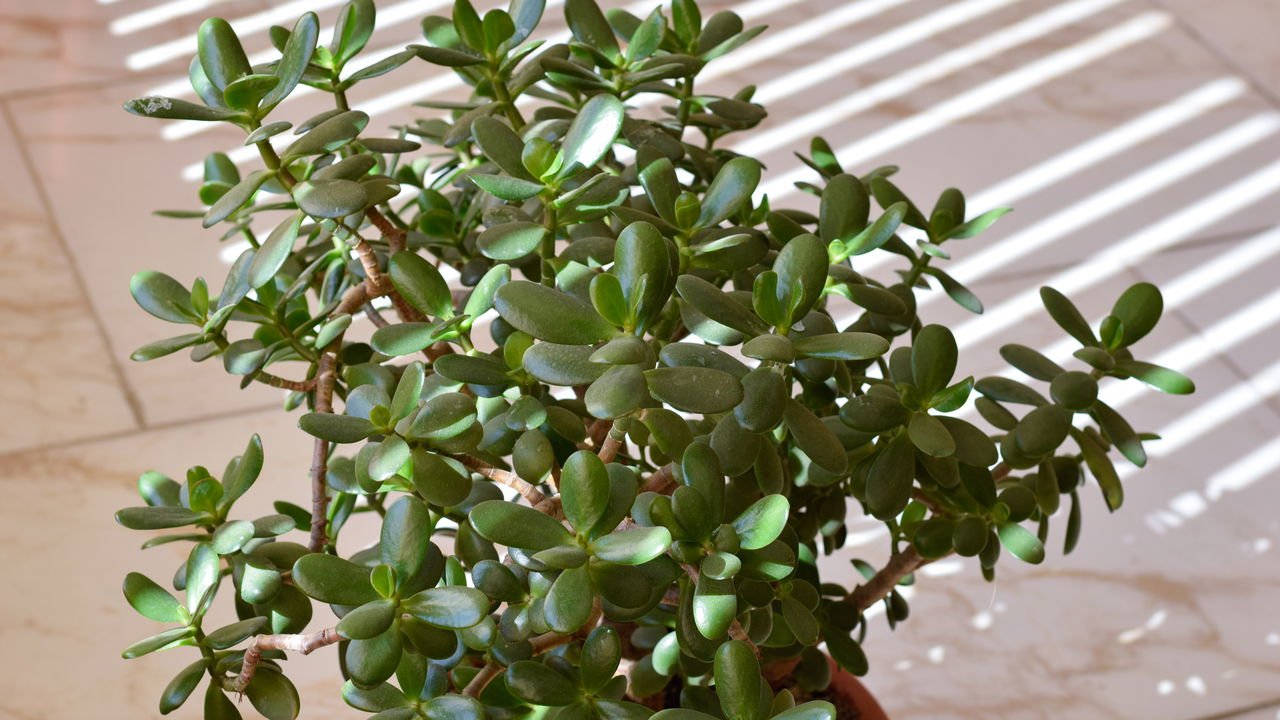 plantas que trazem dinheiro para casa