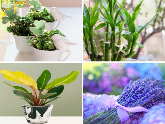 plantas Feng Shui prosperidade
