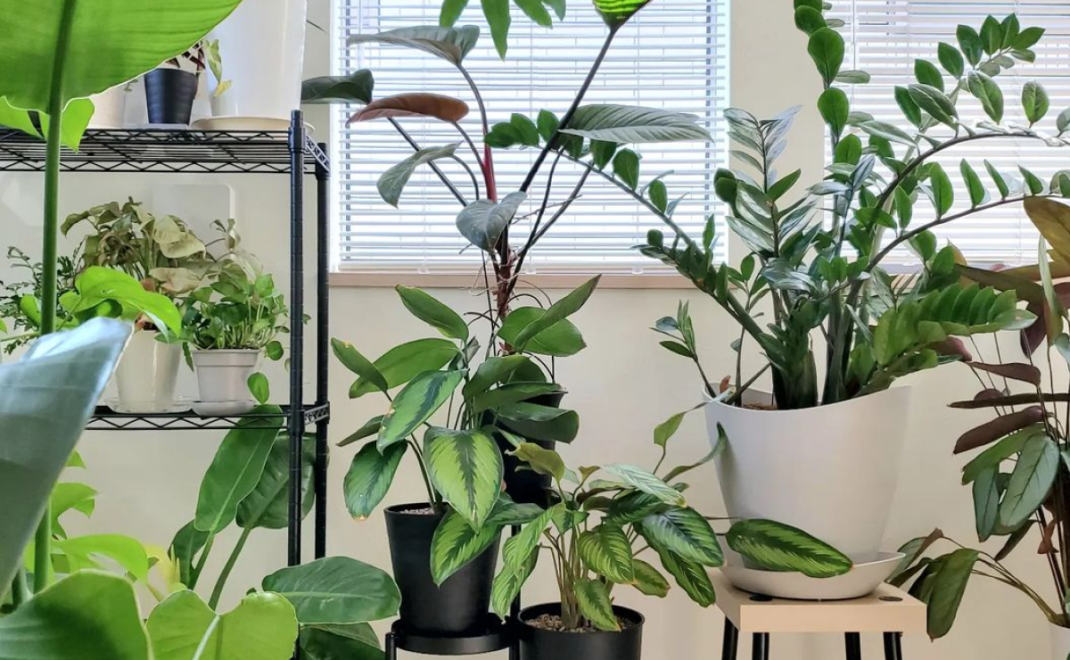 cultivo de plantas da sorte