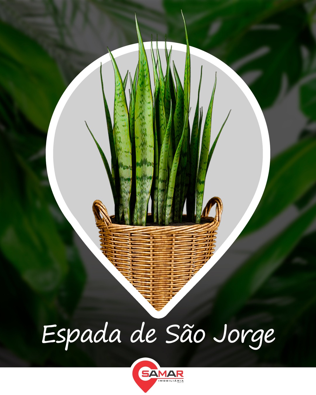 plantas de interior para prosperidade