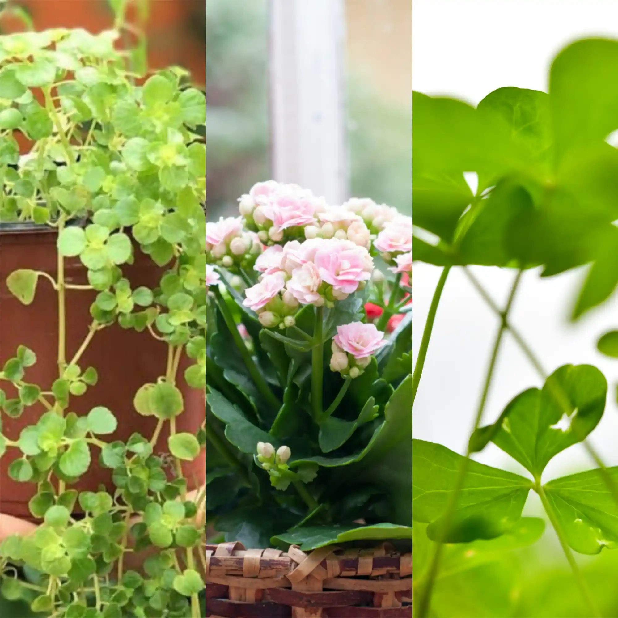 benefícios energéticos das plantas