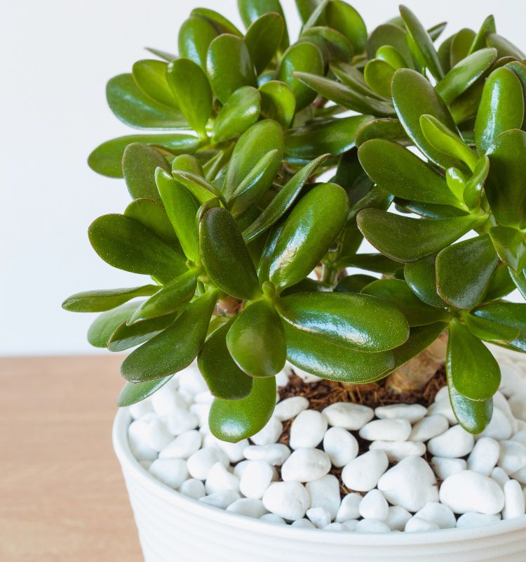 plantas Feng Shui prosperidade