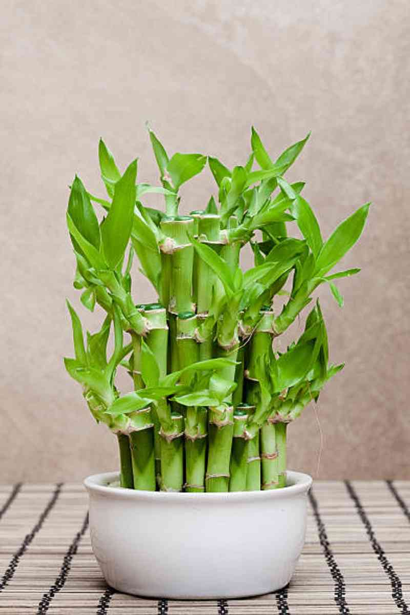 simbologia de plantas para fortuna