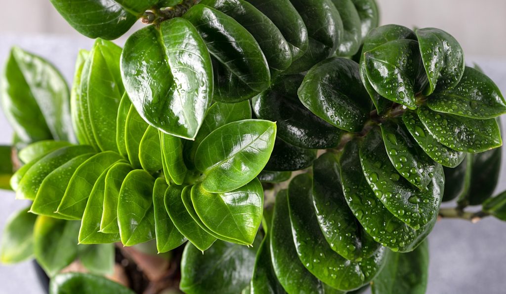 cultivo de plantas da sorte
