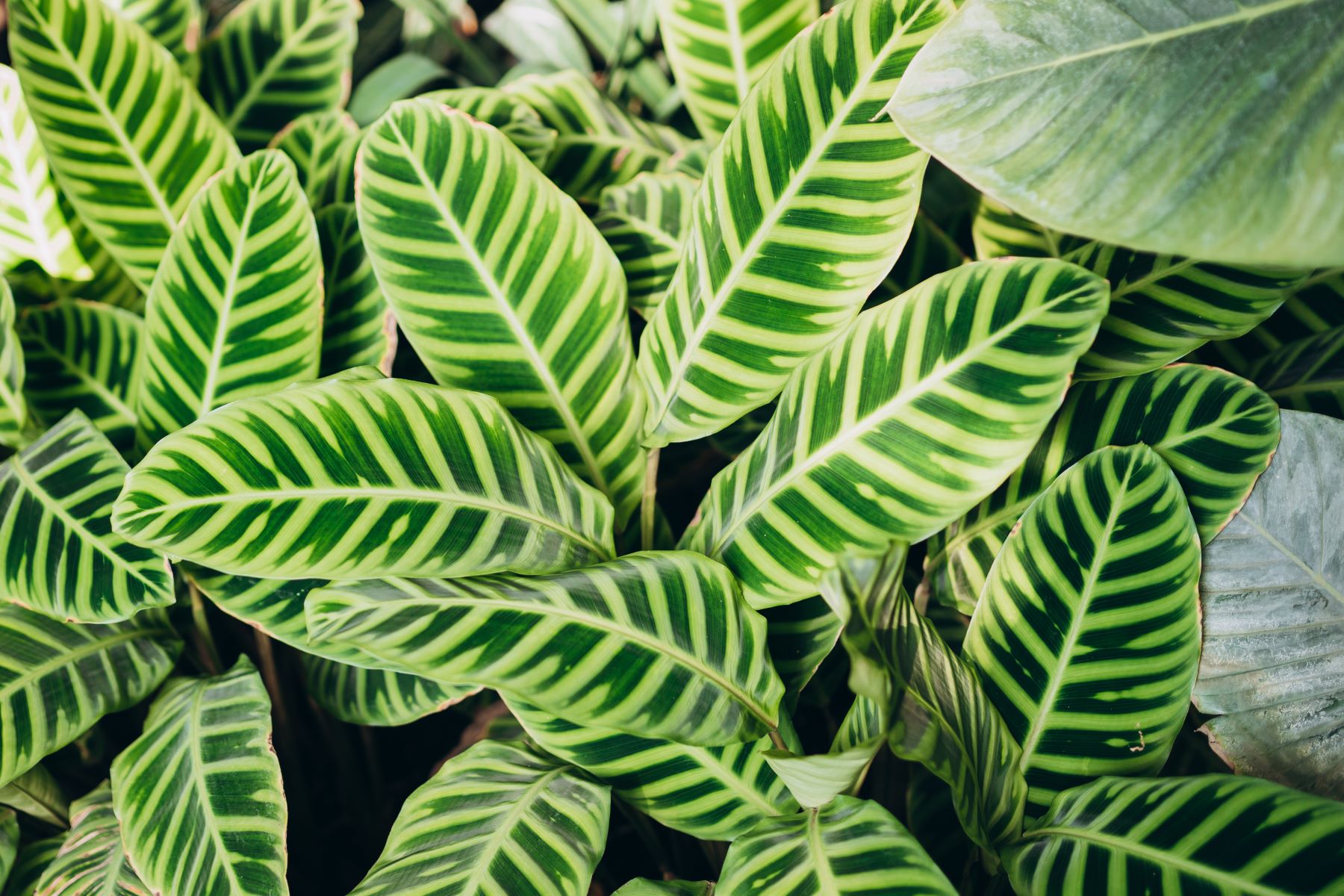 plantas purificadoras de ar