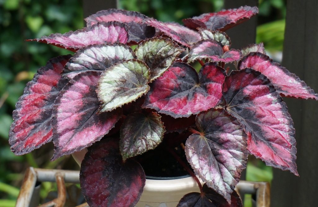 cultivo de plantas em interiores