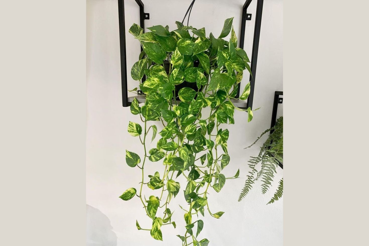 cultivo de plantas em interiores