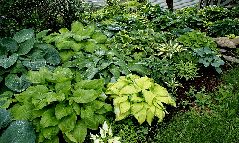 jardim de sombra