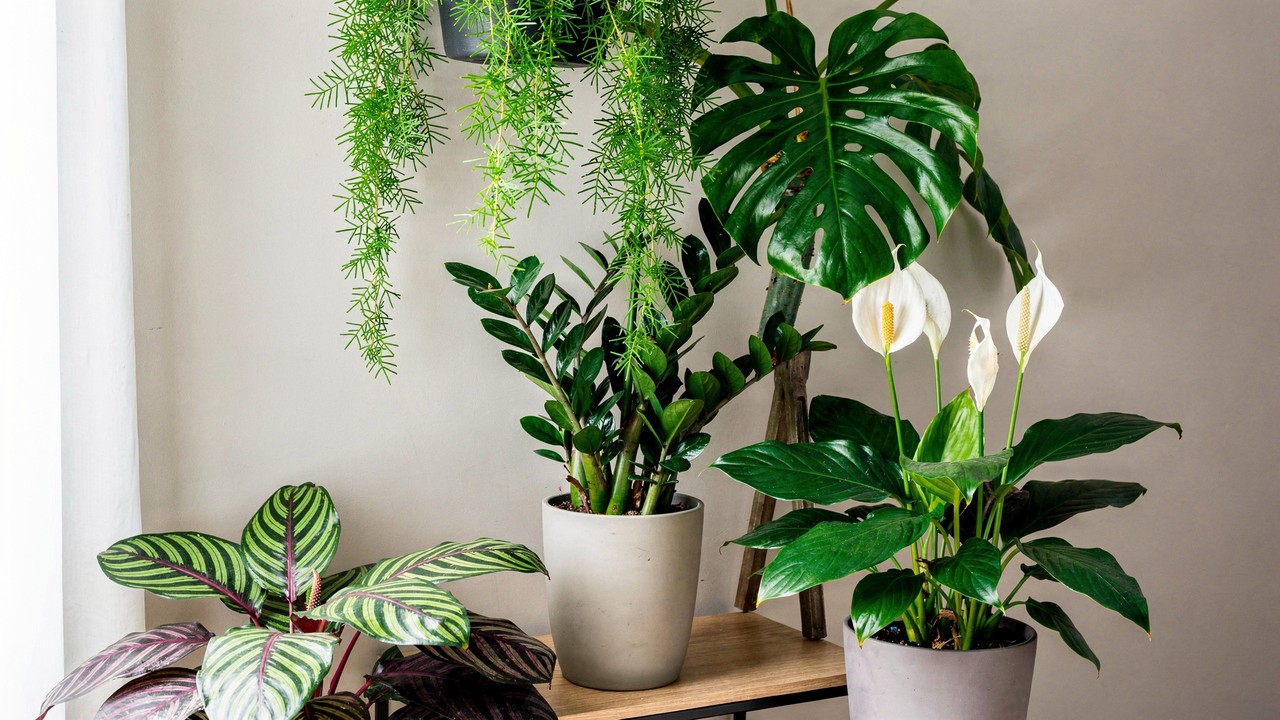 decoração com plantas em locais escuros