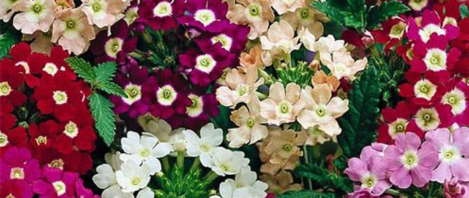 plantas que da flor o ano todo