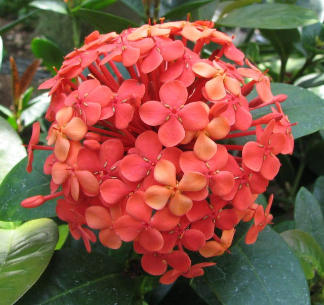 plantas que da flor o ano todo