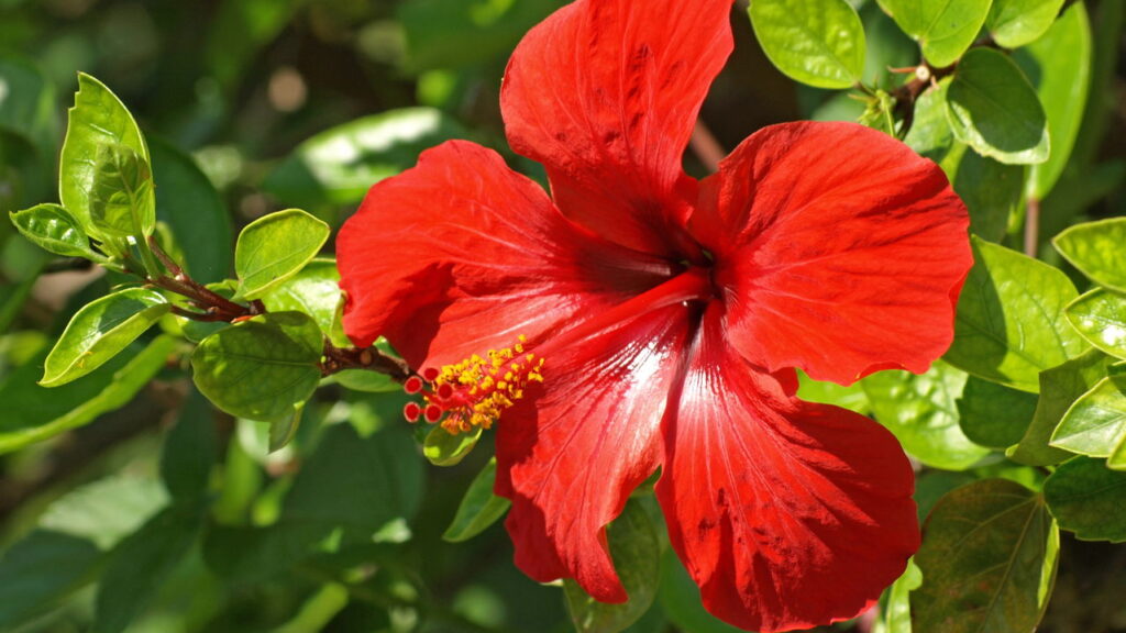 plantas que da flor o ano todo