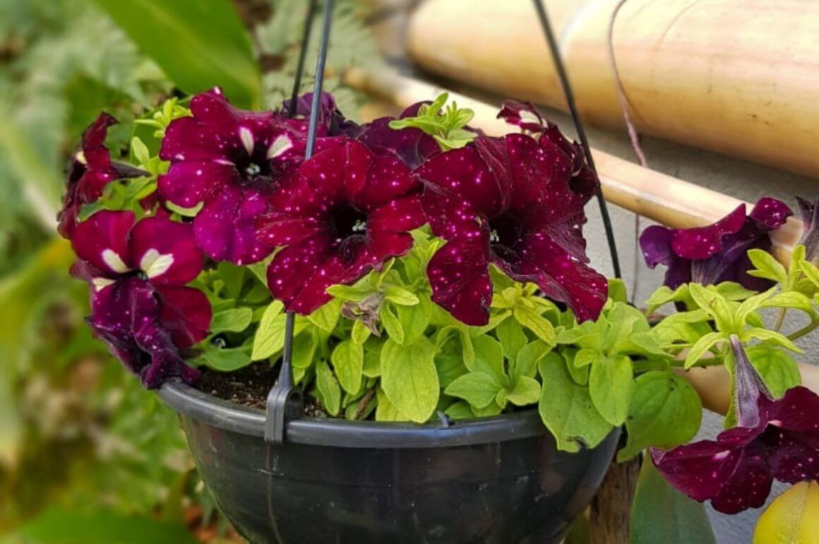 plantas que da flor o ano todo