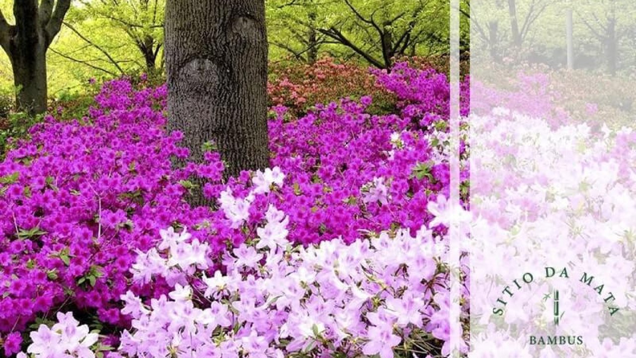 plantas que da flor o ano todo