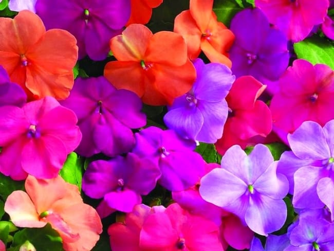 plantas que da flor o ano todo