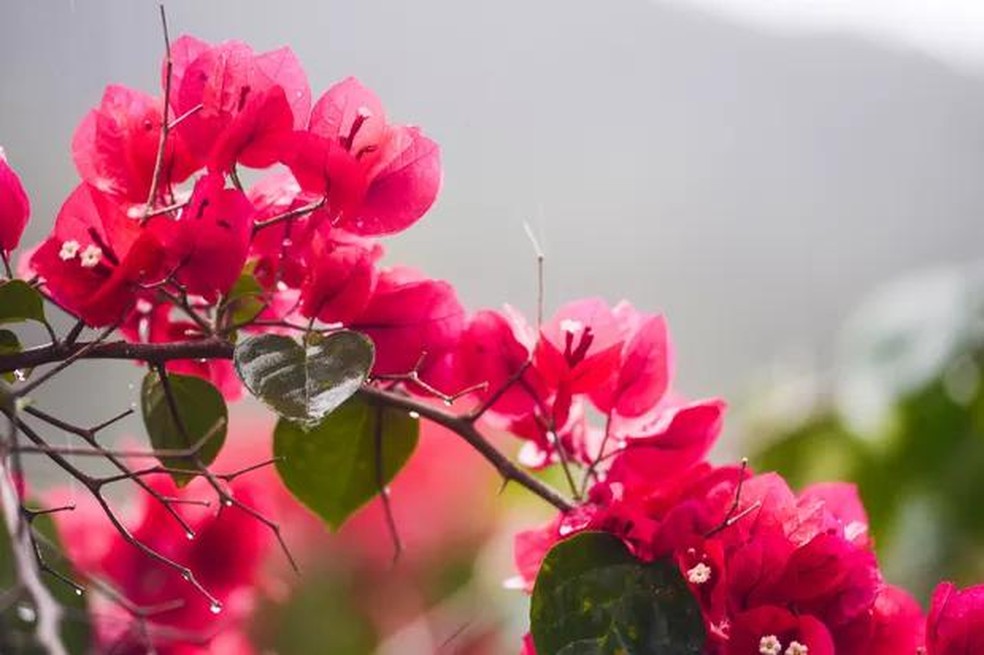plantas que da flor o ano todo
