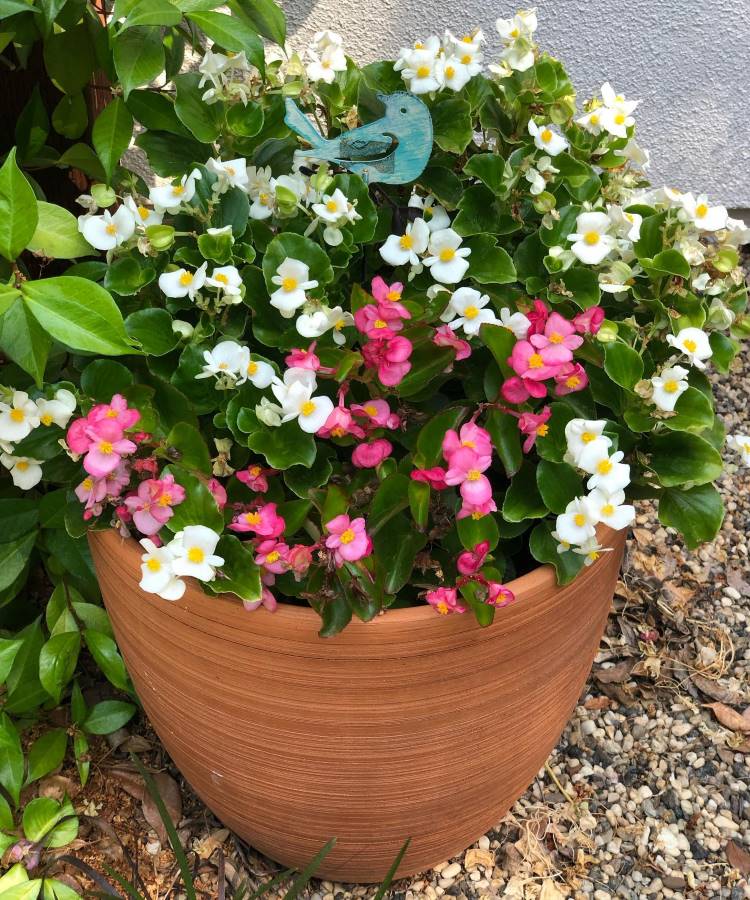 melhores plantas para sol forte