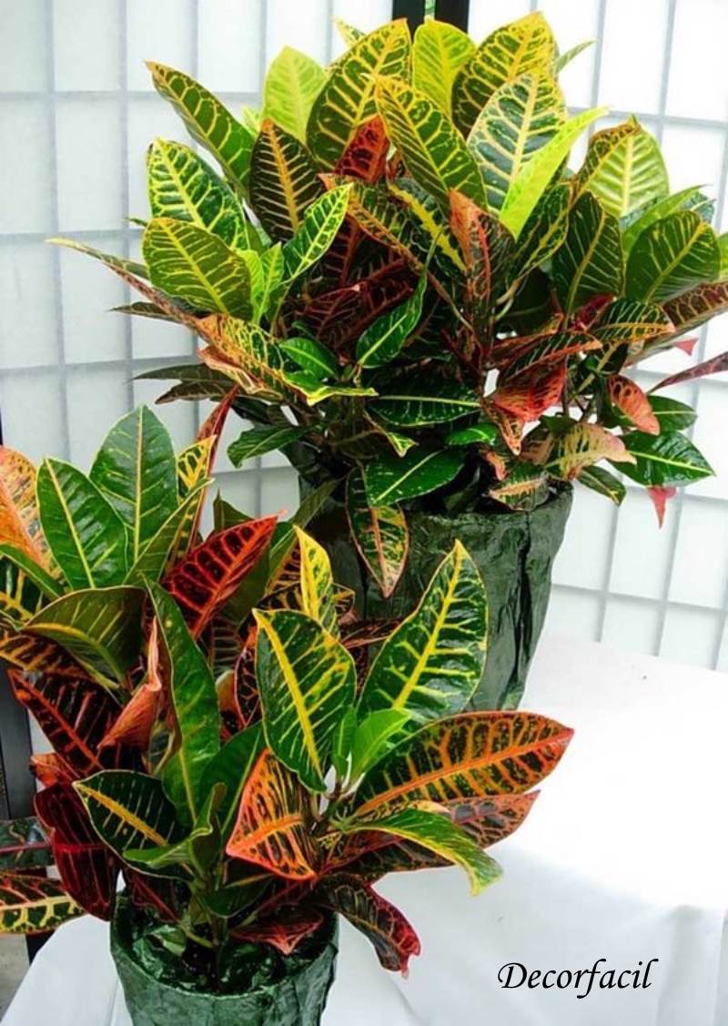 hortaliças para sol pleno
