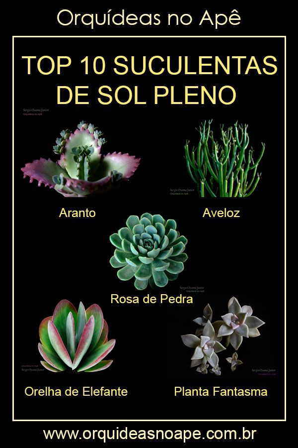 melhores plantas para sol forte