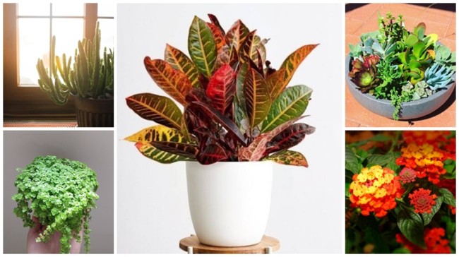cuidados com plantas em sol intenso