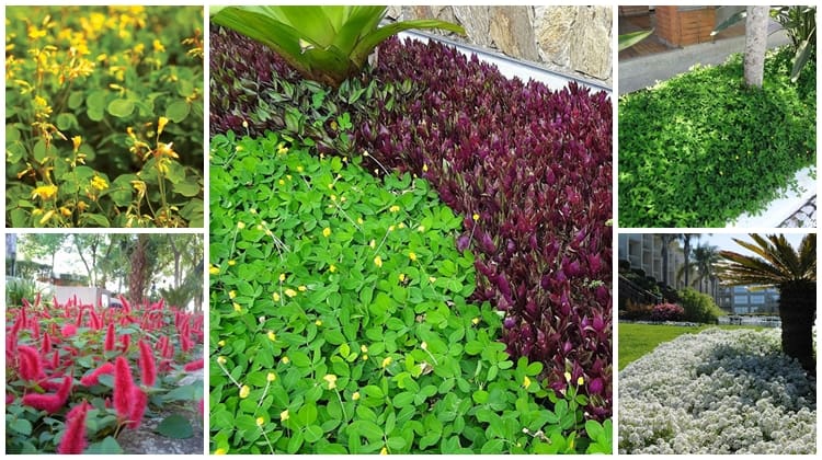 plantas para cobrir solo com sol