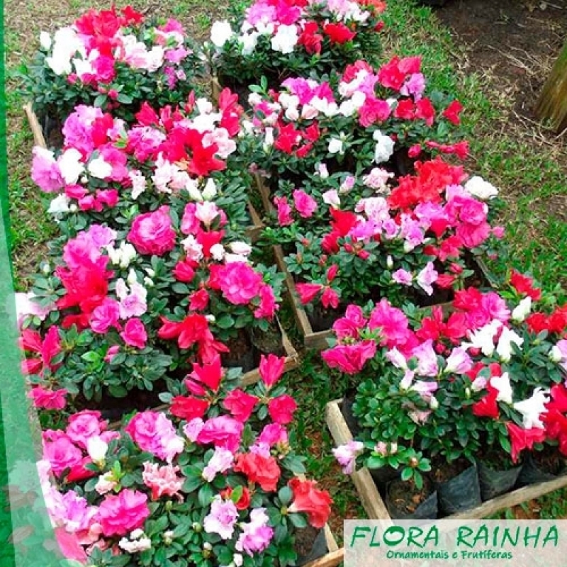 plantas de cobertura para áreas ensolaradas