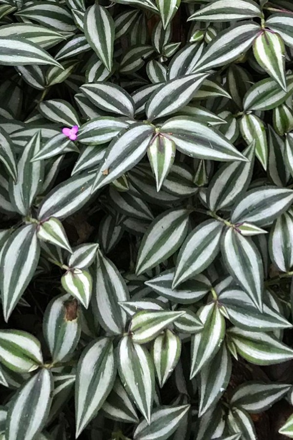 flores rasteiras para jardim ensolarado