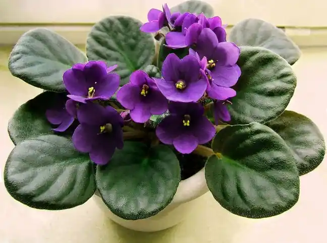 cores de plantas roxas