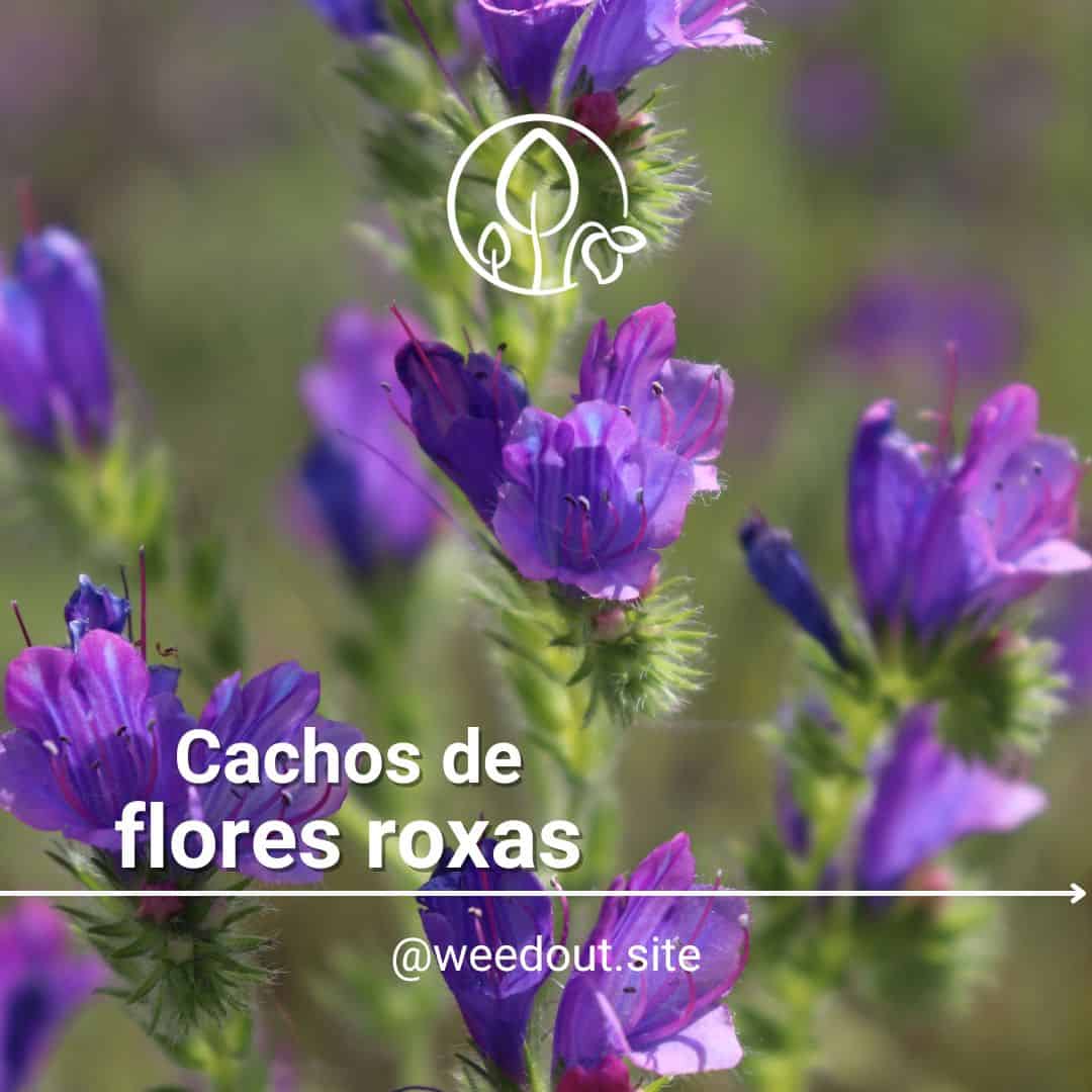 jardim roxo e verde