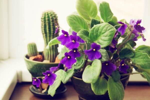 plantas roxas para jardim