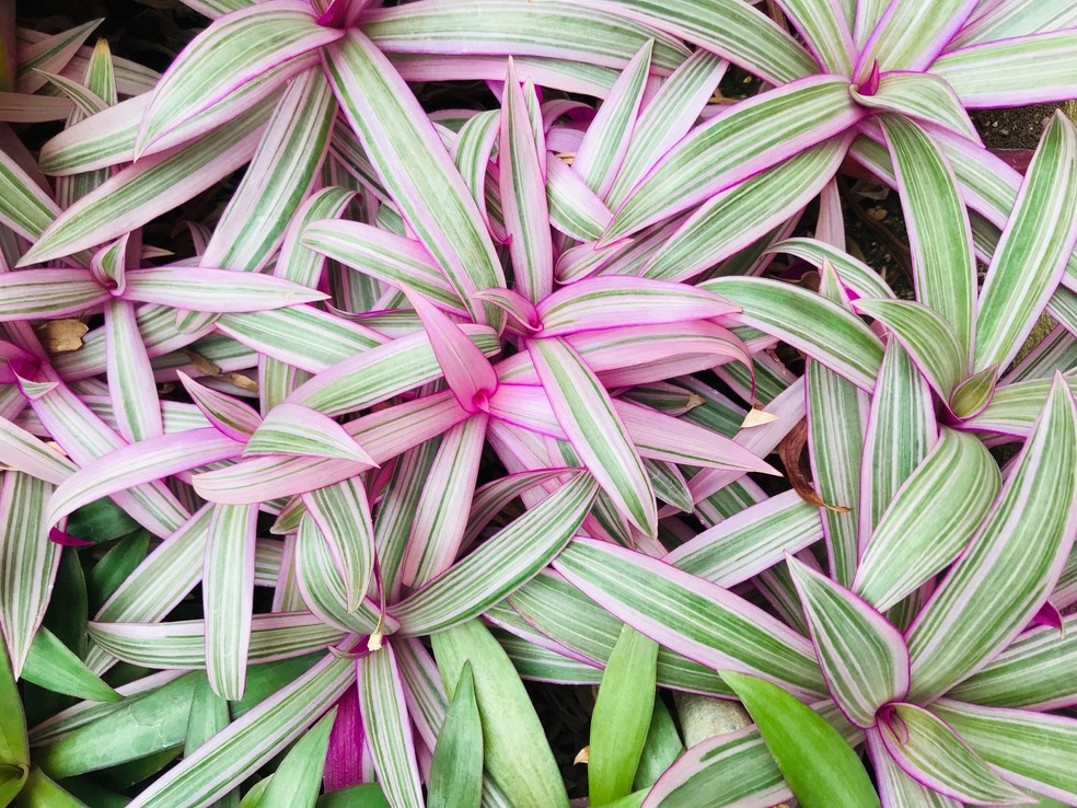 plantas com folhagem roxa