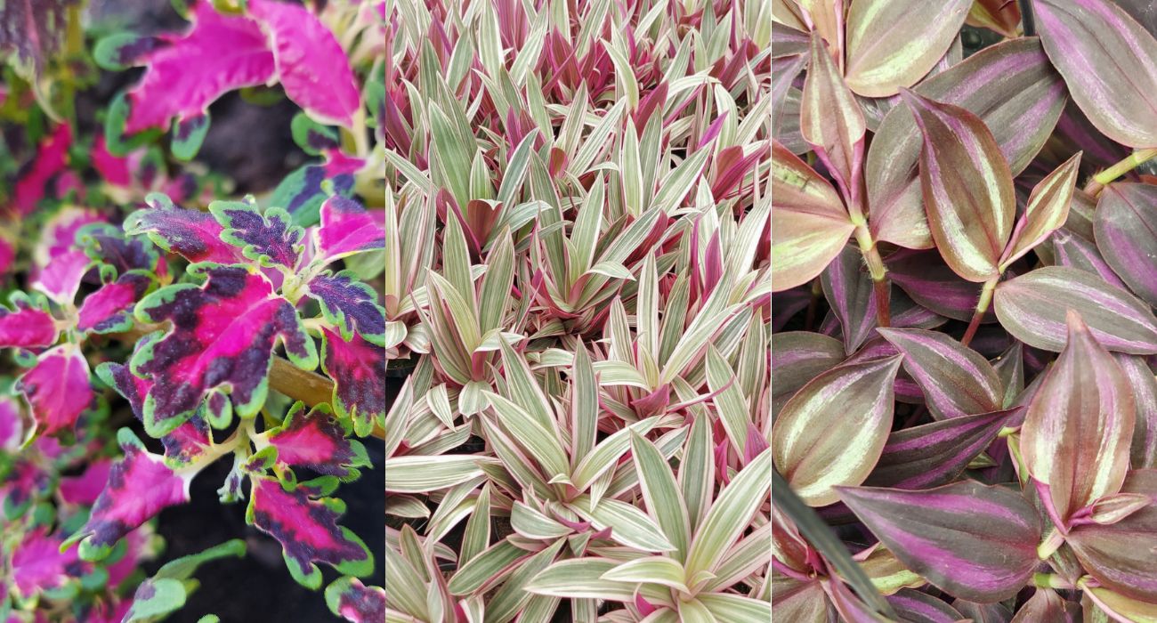 plantas roxas de interior