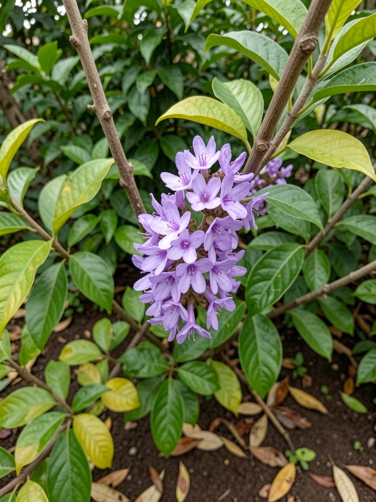 Manacá da serra com flores roxas e tronco fino em ambiente externo