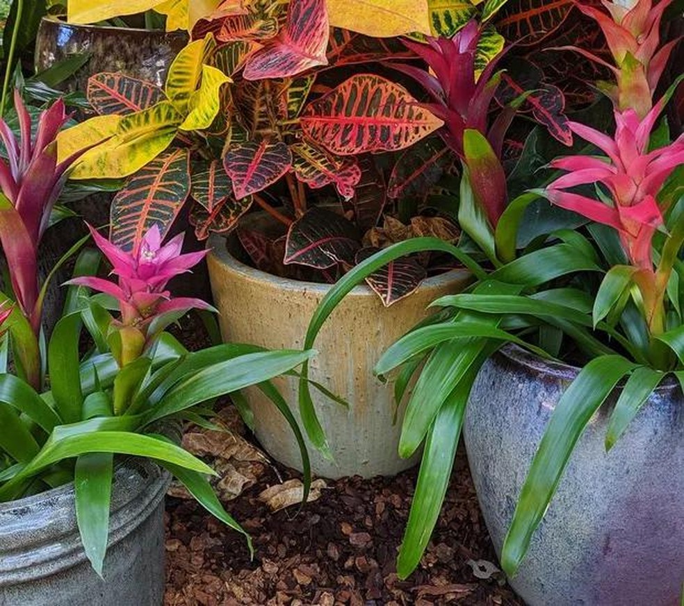 jardim tropical com plantas de sol
