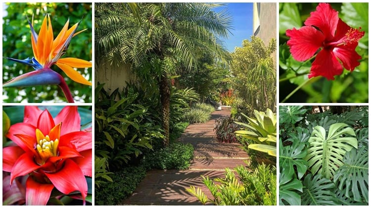 plantas resistentes ao calor e sol tropical