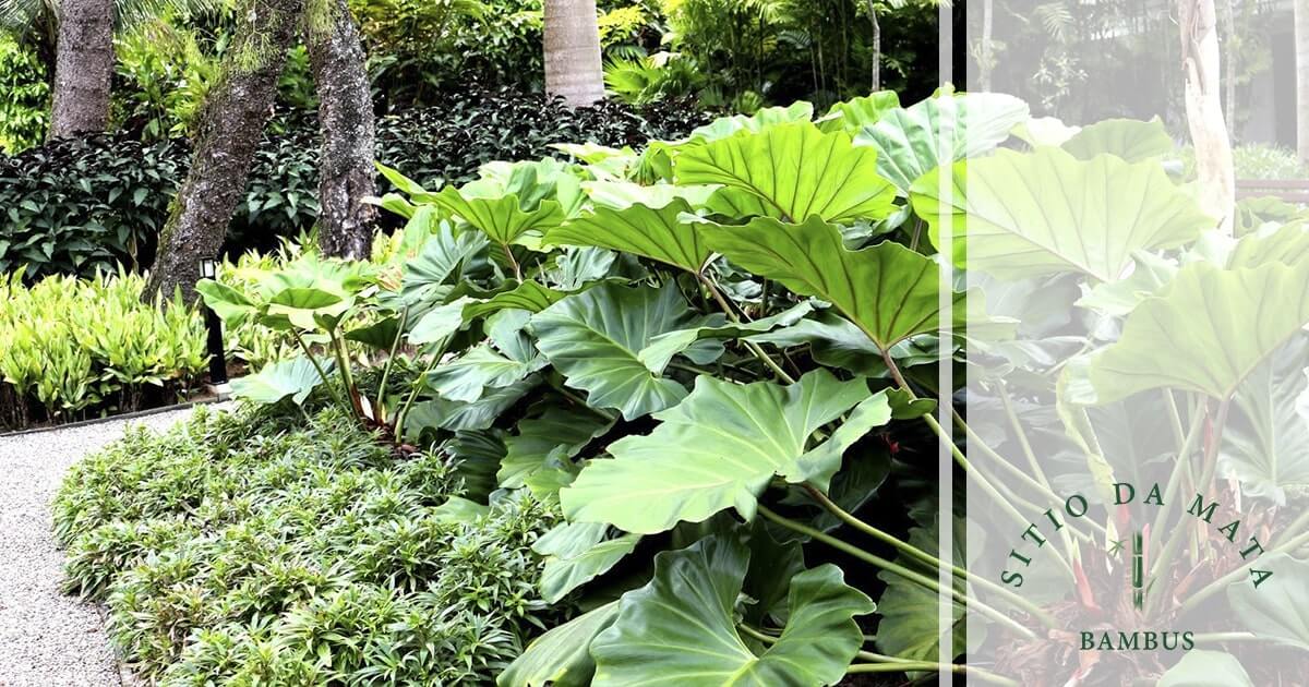como montar um jardim tropical ensolarado