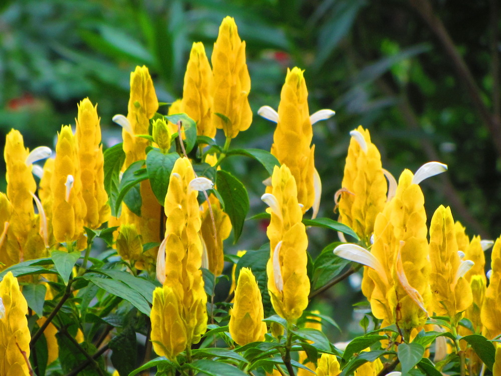 folhagens tropicais para sol