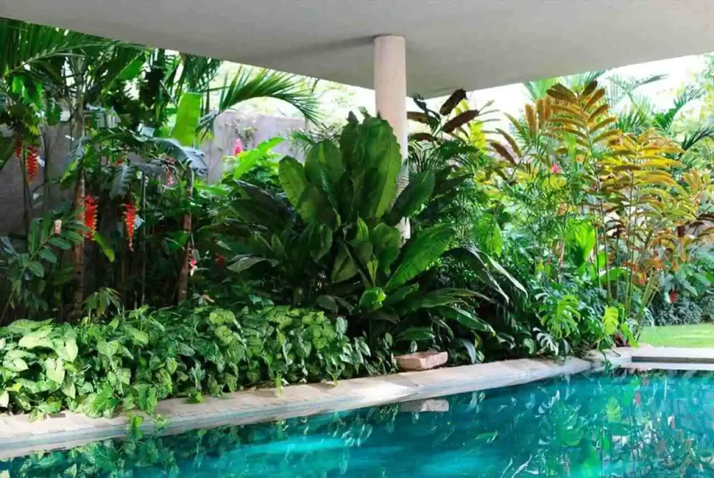flores tropicais para sol pleno