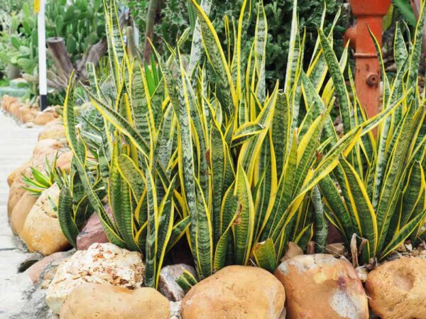 plantas de sombra e sol para jardim tropical