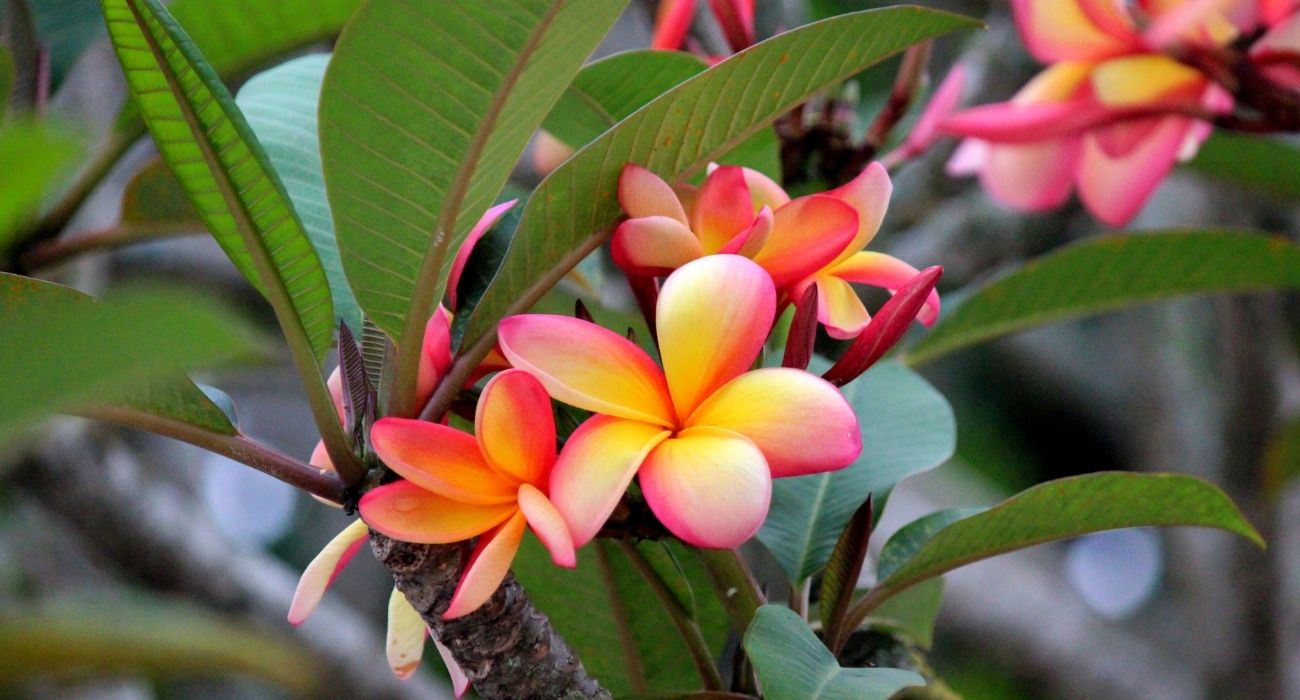 plantas resistentes ao calor e sol tropical