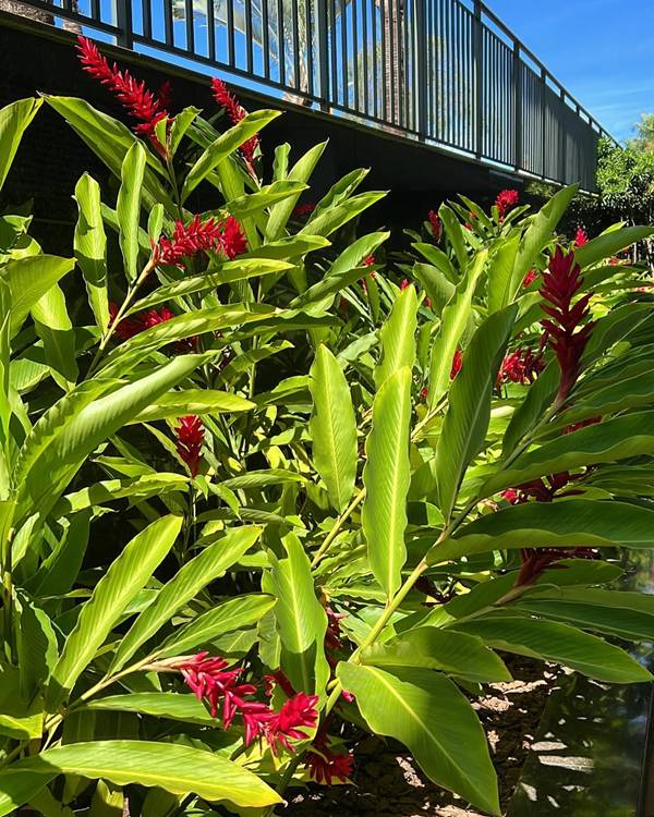 plantas resistentes ao calor e sol tropical