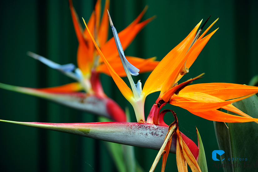plantas tropicais que amam sol