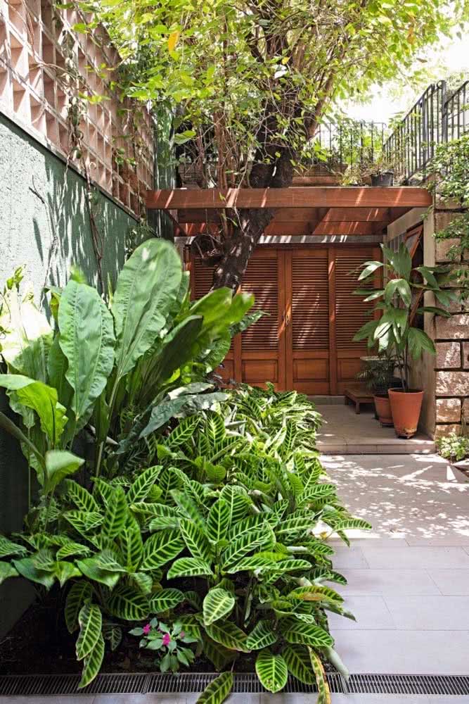 folhagens tropicais para sol