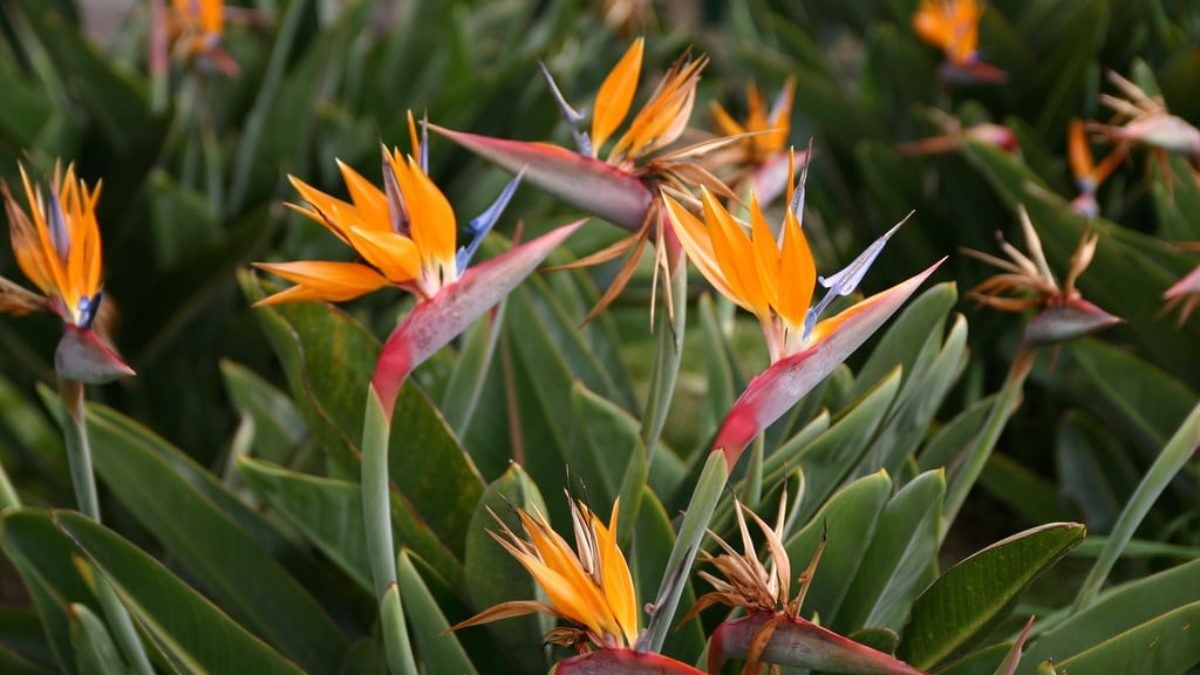 como montar um jardim tropical ensolarado