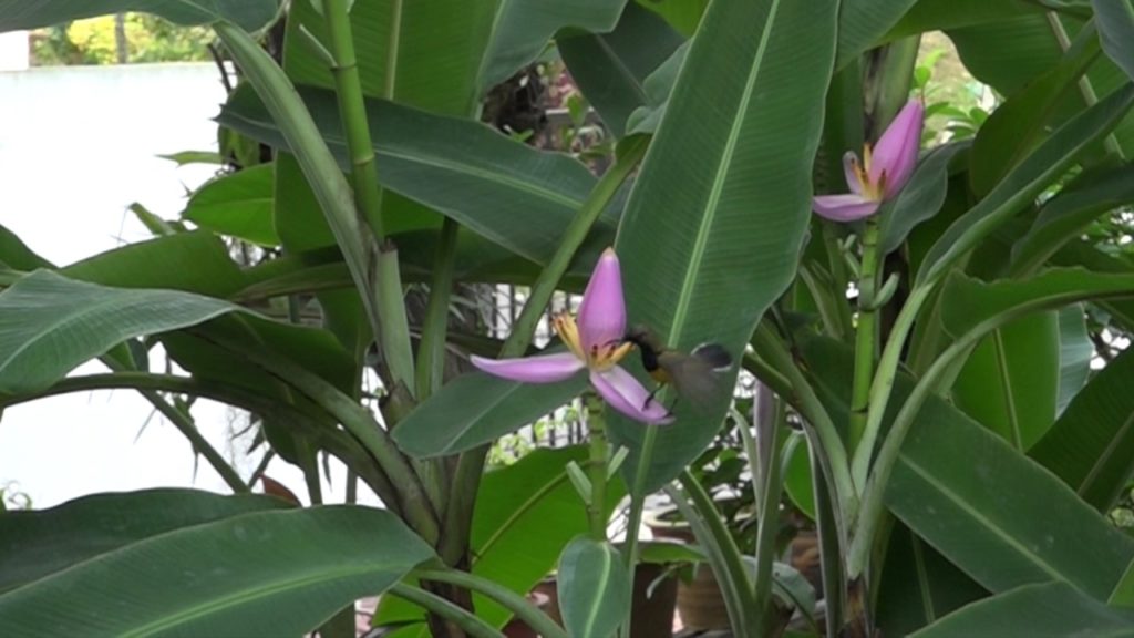 flores tropicais para sol pleno
