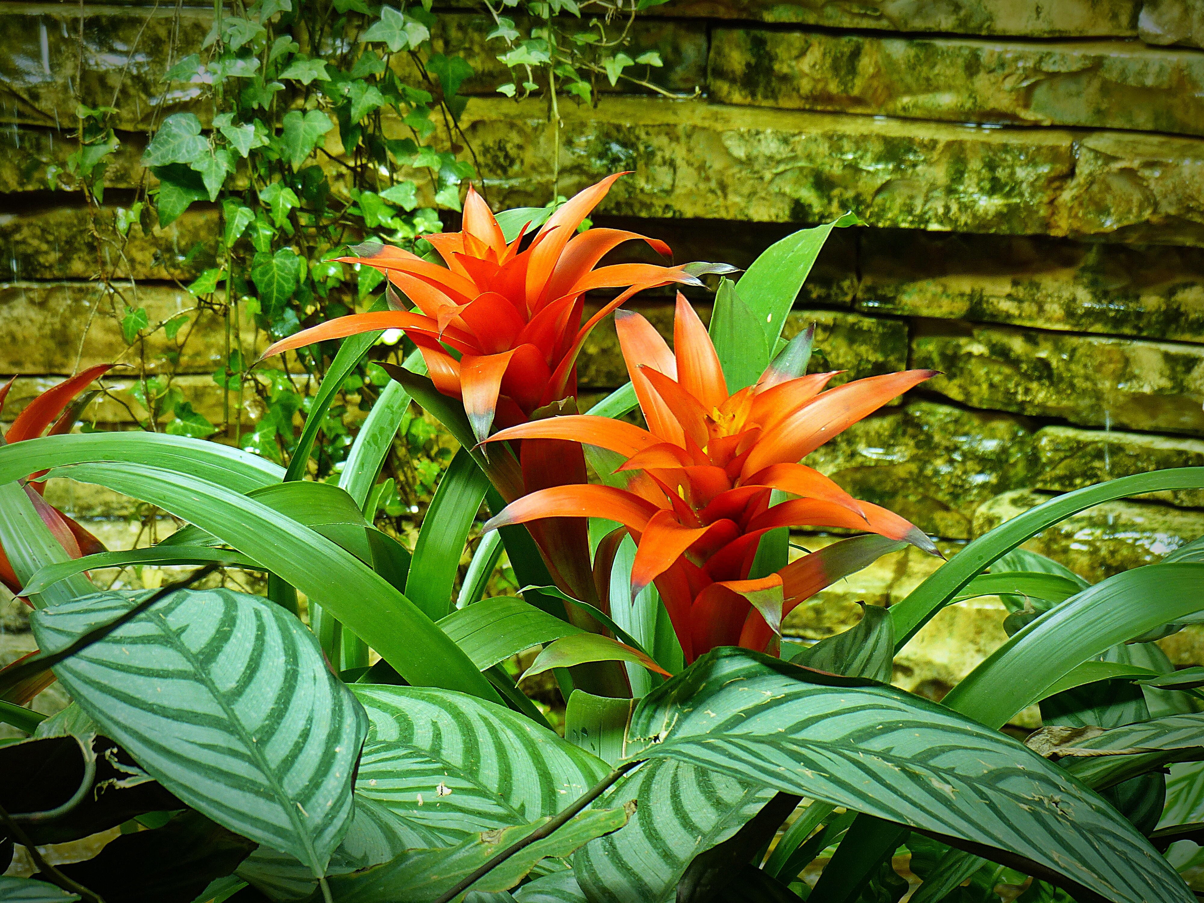 melhores plantas para sol pleno tropical