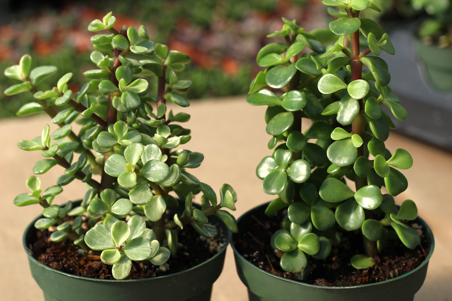 Jade-Anã