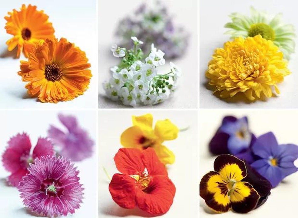flores que podem ser comidas