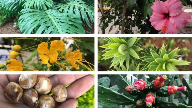 tipos de flores comestíveis